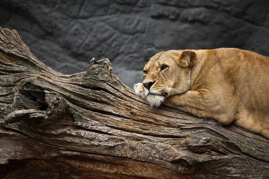 lioness, animal, wildlife-2643023.jpg