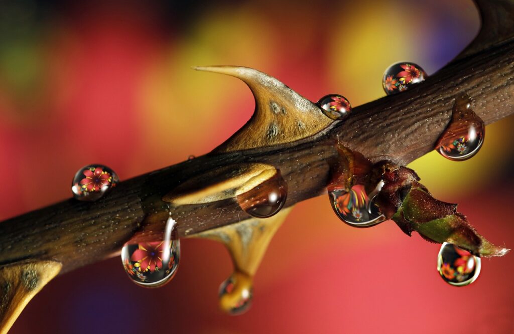 rose, drop, thorn, macro, bud, droplet, flower background, branch, detail shooting, flower, thorn, thorn, rose flower, nature, flower wallpaper, thorn, thorn, beautiful flowers, thorn